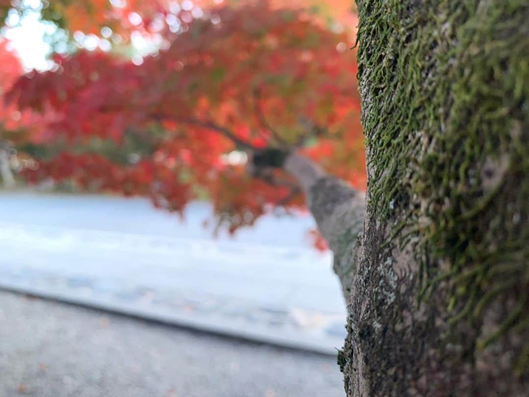 宗安さんのインスタグラム写真 - (宗安Instagram)「紅葉とピントで遊ぶ。 これが大人の子供ってことよ！  #紅葉 #嵐山」11月23日 0時57分 - cherry.d_muneyasu