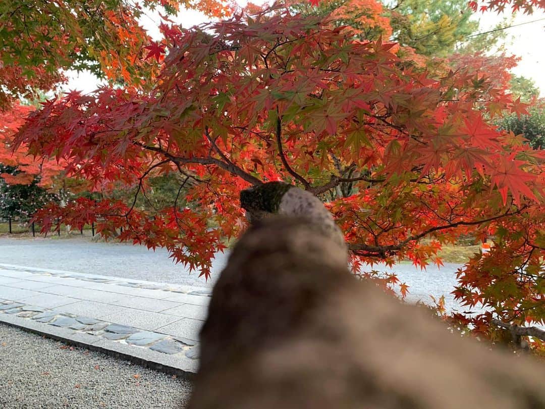 宗安さんのインスタグラム写真 - (宗安Instagram)「紅葉とピントで遊ぶ。 これが大人の子供ってことよ！  #紅葉 #嵐山」11月23日 0時57分 - cherry.d_muneyasu
