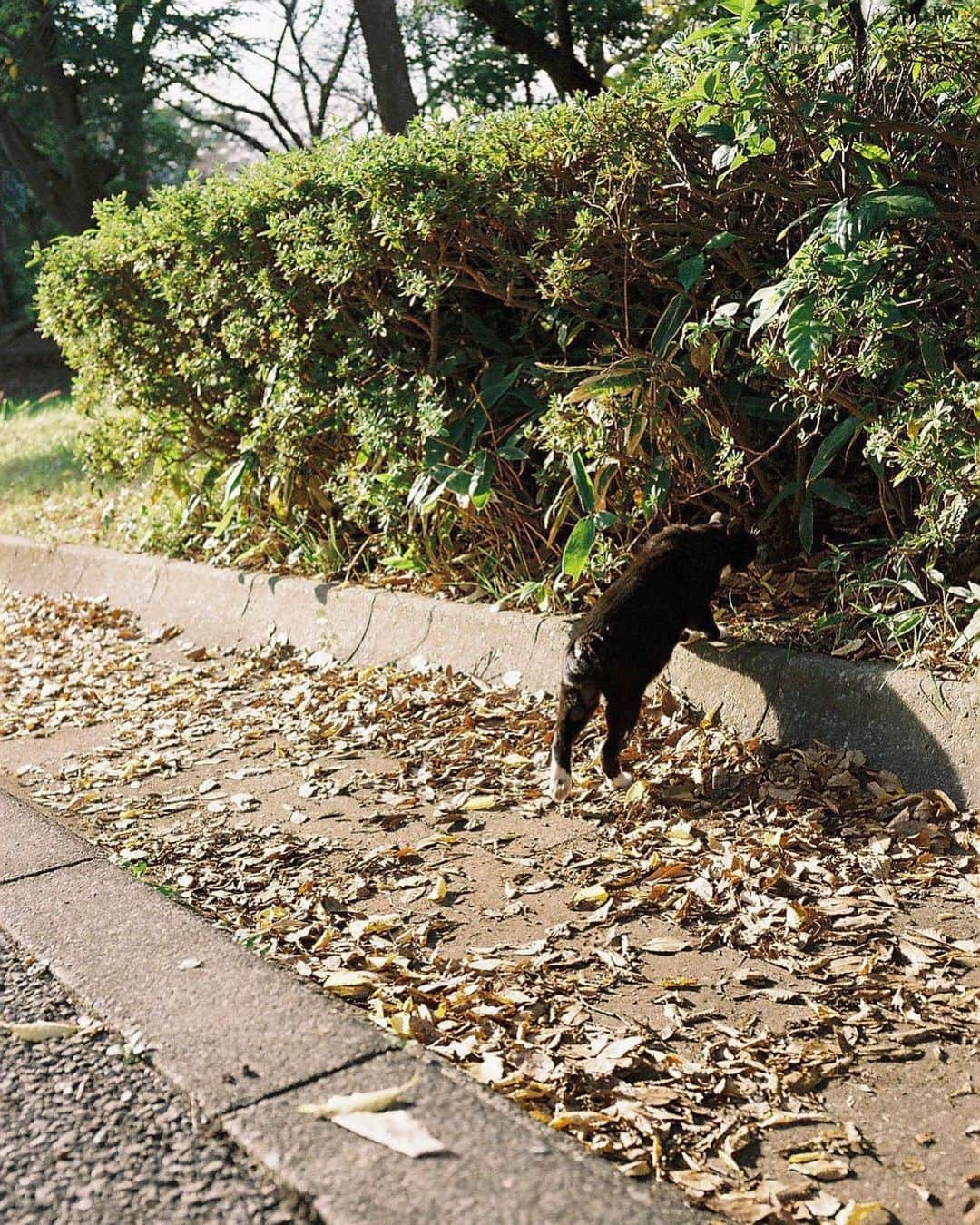 たなかのぞみさんのインスタグラム写真 - (たなかのぞみInstagram)「🐈」11月23日 0時58分 - tanakaranonko