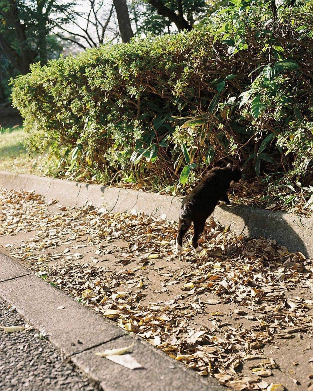 たなかのぞみのインスタグラム：「🐈」