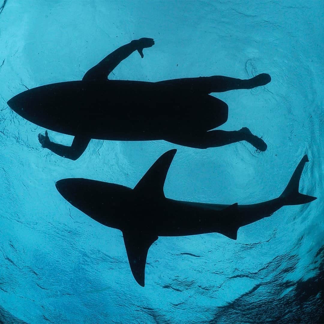 TED Talksのインスタグラム：「Surf's up? 😳 😳 😳  In his work, conservation photographer Thomas Peschak strives to show humans and animals living in harmony — like this surfer swimming alongside a shark. While on assignment, he often sees sharks, manta rays, whales and other sea creatures that have been killed or destroyed by humans but he's learned that documenting their deaths rarely moves people to protect them. Instead, what works is taking photos that show the playful side of these animals. “I always operate on the assumption that the next great picture that will affect change is right around the corner, behind the next coral head, inside the next lagoon,” says Peschak. To see more of his jaw-dropping images from the world's aquatic ecosystems, click the link in our bio. ⁠ ⁠ [Image: @thomaspeschak]」