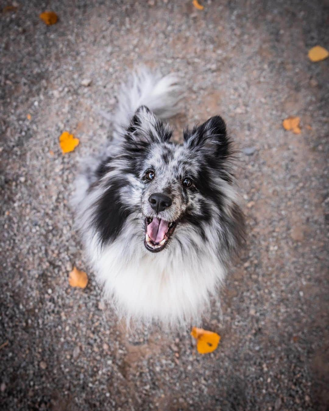 FASHIONFORALL❤️のインスタグラム：「Who keeps you smiling during this strange and difficult time?🧡 This cutie always puts a smile on my face🐶」