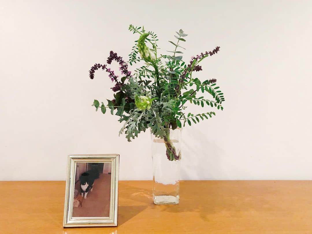 山本浩未さんのインスタグラム写真 - (山本浩未Instagram)「そっ君にといただいたお花にニャンズ、手を出さず無事。奇跡〜😭💕  @nikoyagi さん、ありがとうございました♥️  しかも、水あげがとっても良く出来てて今日もしゃっきりデス🙌🏻  #hibiyakadan 👏🏻👏🏻」11月23日 1時42分 - hiromicoy