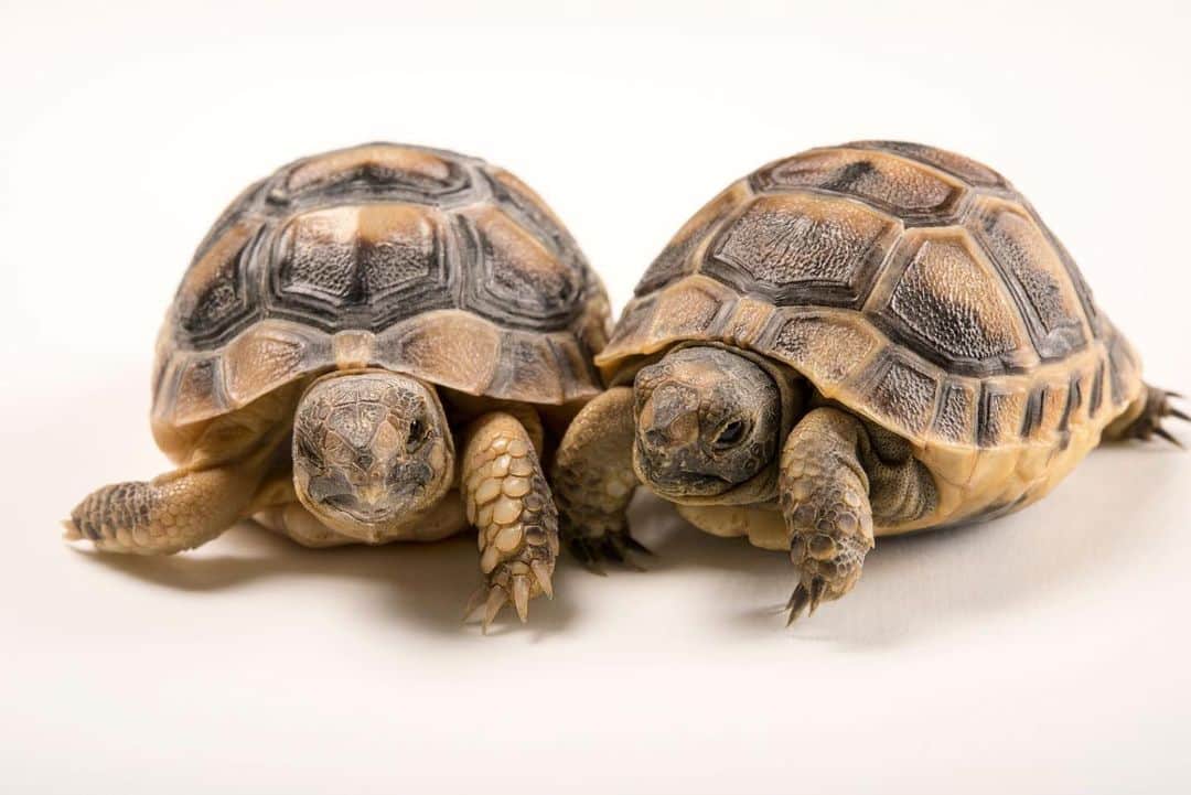 Joel Sartoreさんのインスタグラム写真 - (Joel SartoreInstagram)「This adorable duo is a pair of six-month-old Greek tortoises. The larger of the two is a marginated tortoise, and the other is a spur-thighed tortoise. Both are members of the family Testudinidae, which consists of five species of tortoises found in the Mediterranean region. These tortoises can be quite long-lived, with lifespans upwards of 125 years. Photo taken @parconaturaviva thanks to the support of @greenteenteam. #tortoise #greek #marginated #spurthighed #mediterranean #PhotoArk #savetogether」11月23日 1時51分 - joelsartore