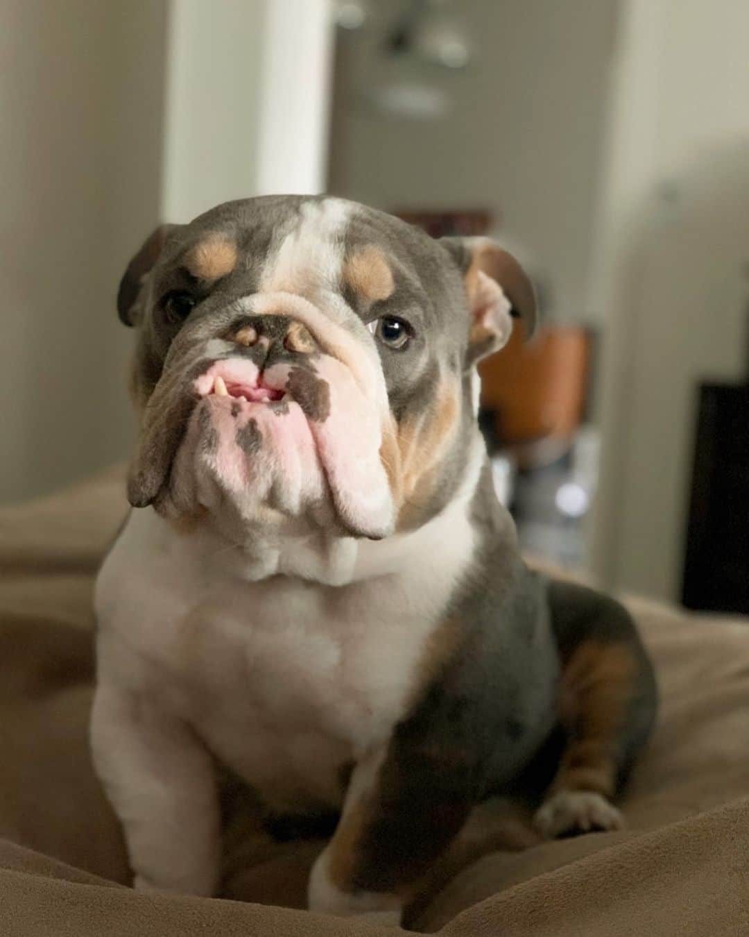 Bodhi & Butters & Bubbahのインスタグラム：「I’m not sure getting up is a good idea mom, let’s just snuggle instead 🥰 . . . . . . #good #idea #sunday #snuggles #sundayfunday #mylove #mylife #baby #boy #cute #bulldog #dog #mom #life #motivation #bestoftheday #smile #dogsofinstagram #puppy #love #sweet #angel #puppiesofinstagram」