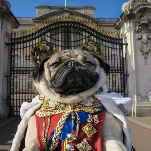 itsdougthepugさんのインスタグラム写真 - (itsdougthepugInstagram)「“When u start watching The Crown and become obsessed with the royal family” -Doug」11月23日 2時15分 - itsdougthepug