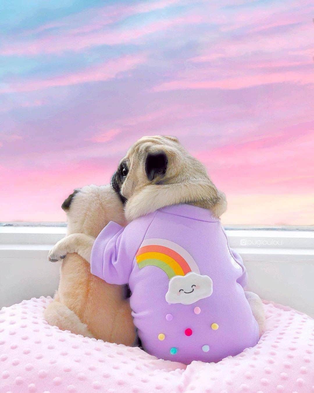 8crapさんのインスタグラム写真 - (8crapInstagram)「“It’s all sunshine and rainbows when I’m with you 🌈💜” - 📷 @pugloulou - #barked #dog #doggo #Pug」11月23日 3時00分 - barked
