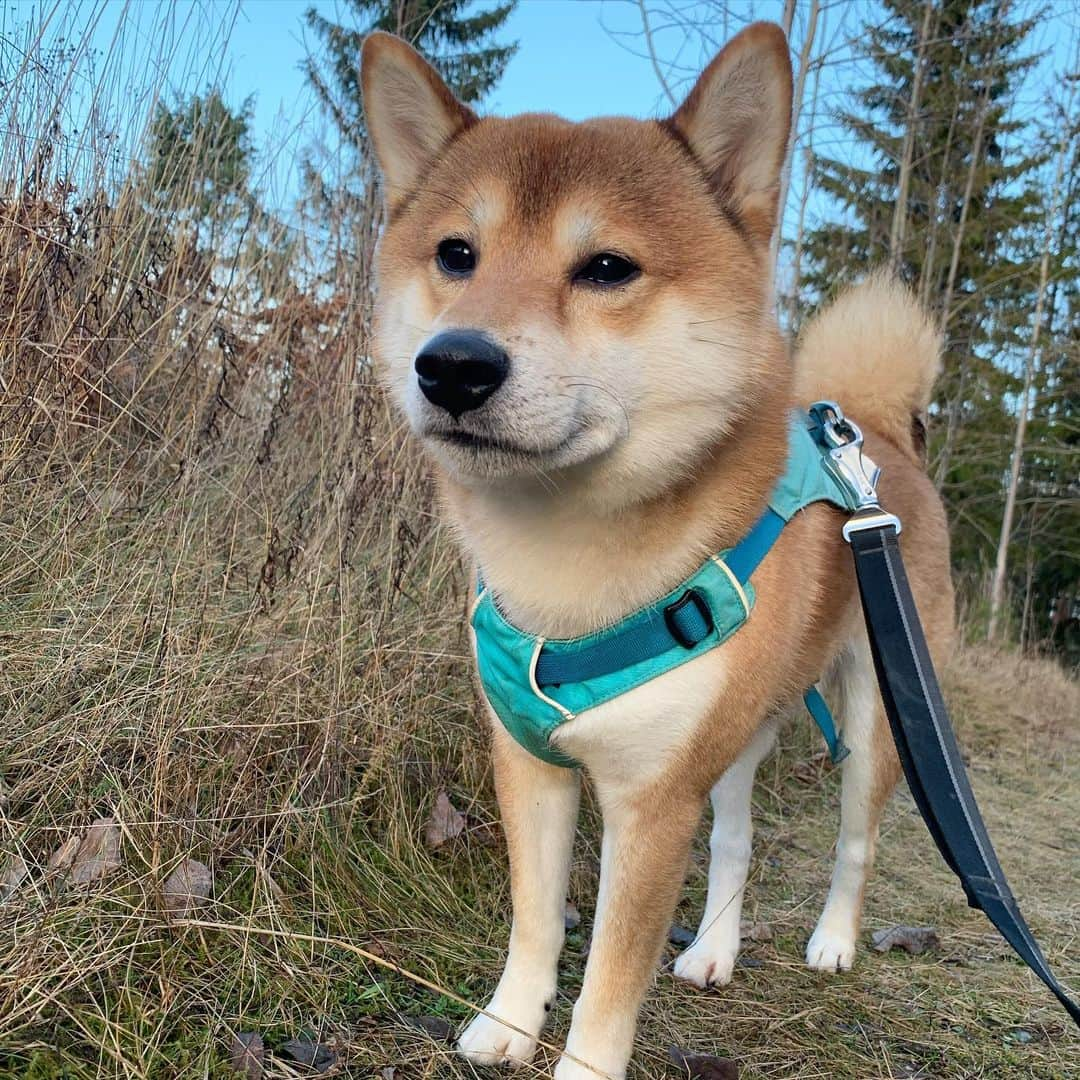 ?Fricko the Shiba Inu?さんのインスタグラム写真 - (?Fricko the Shiba Inu?Instagram)「Waiting for my winter fur to grow back🥶  🐾 🐾 🐾 #Fricko #🐶 #☀️ #shiba #shibainu #dog #柴犬 #赤柴  #adorable #shibaholics  #dogoftheday  #weeklyfluff #aww #dogstagram  #puppiesofinstagram #shibalove #shibastagram #shibadog #shibasofinstagram #doglovers」11月23日 3時03分 - umigiva