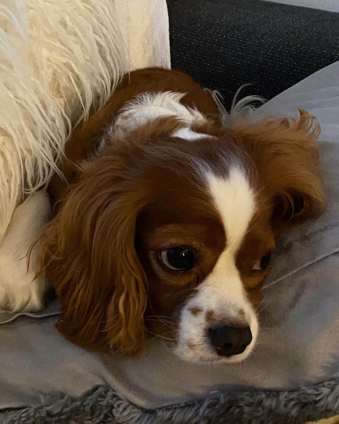 のインスタグラム：「ふてくされ顔🐶 犬って全ての感情にしっかり表情がある。 ・ ・ ・ #ブラッシング嫌い #sansasnow #cavalier_sansasnow #snow  #サンサスノウ #sansacavalierruby #スノウキャバリアブレンハイム #cavalierkingcharlesspaniel #dogstagram #キャバリア大好き  #cavalier #dogs #doglover」