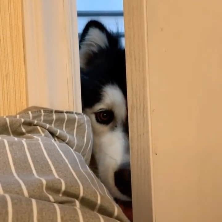 husky and malamuteのインスタグラム：「🤣🤣solo  cute.」