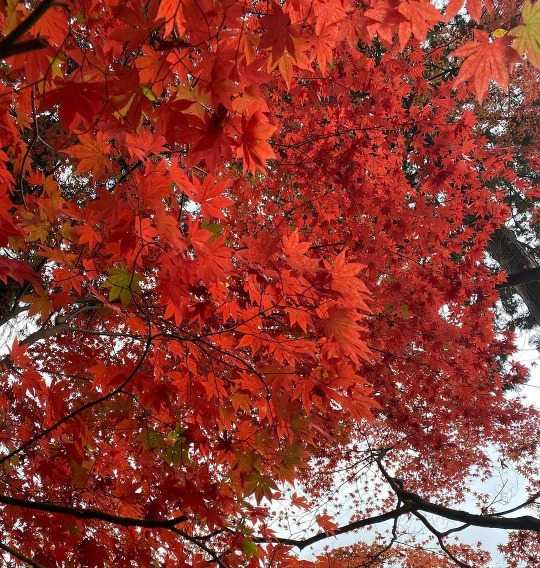 矢野未希子さんのインスタグラム写真 - (矢野未希子Instagram)「綺麗な紅葉🍁  秋晴れで気持ちがい〜🥰  今日はあったかいですね。 散歩だいすき🍁  落ち葉の上を歩くサクサクいう音が気持ちいい グレムも落ち葉の上を歩く時はスキップしてるみたいに 楽しそうに歩いてます🥰」11月23日 13時08分 - mikko1104