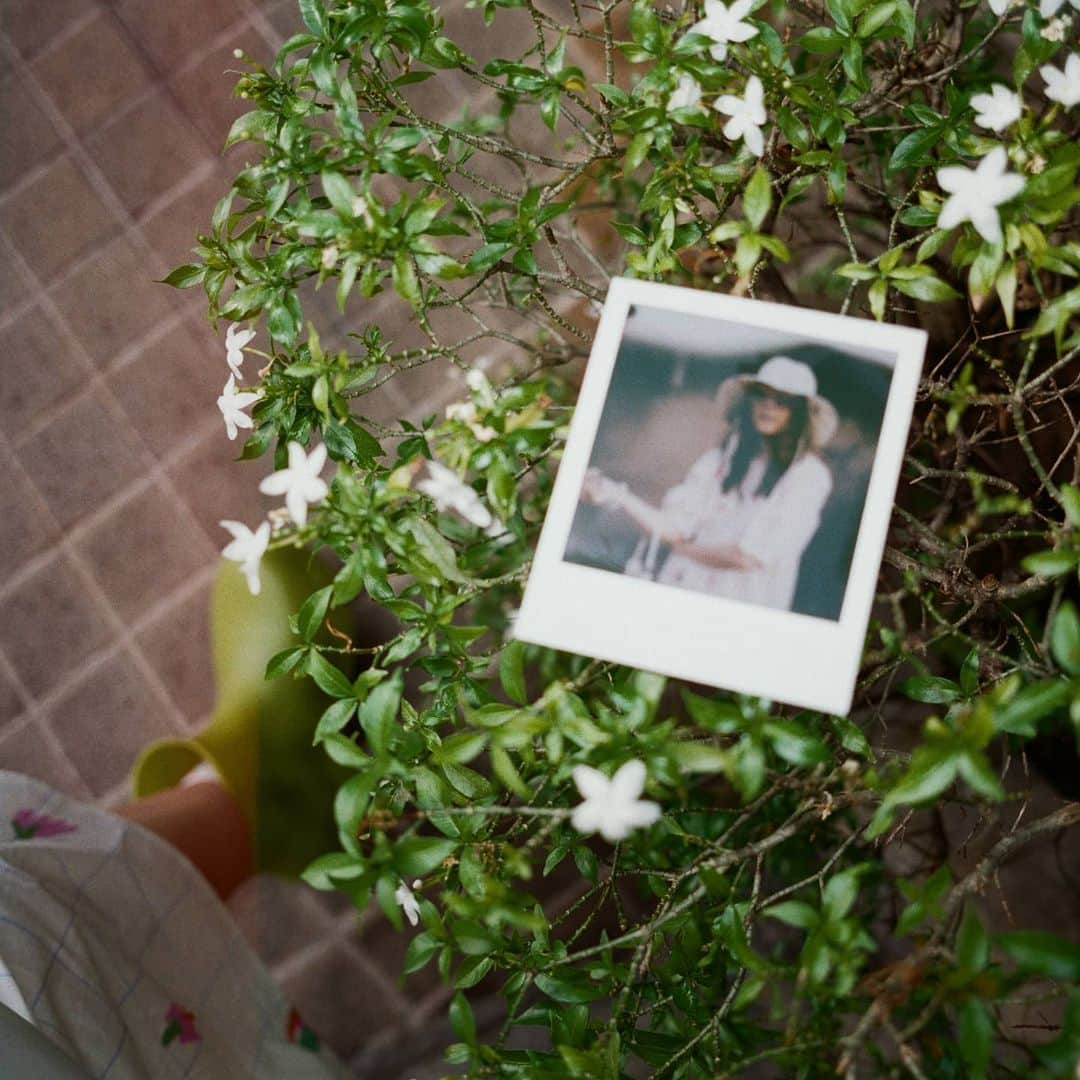 Araya Alberta Hargateさんのインスタグラム写真 - (Araya Alberta HargateInstagram)「🎞🌸🍃」11月23日 13時14分 - chomismaterialgirl