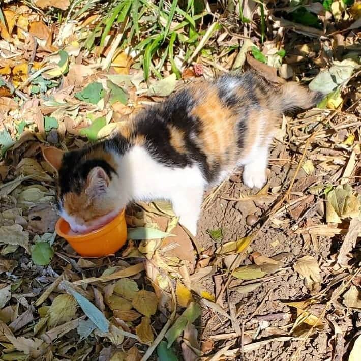林家たい平さんのインスタグラム写真 - (林家たい平Instagram)「仔猫を保護しました なんとか飼い主が見つかるといいんですが」11月23日 13時38分 - hayashiyataihei.official