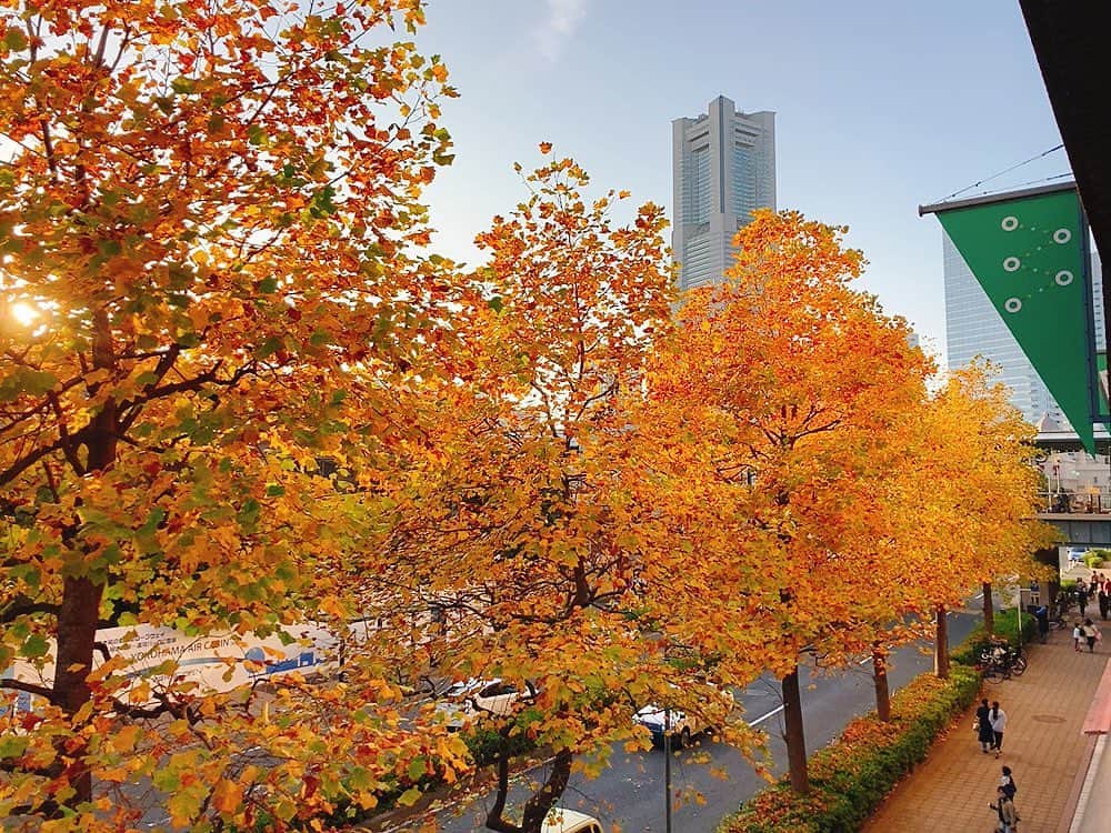 佐藤千晶のインスタグラム：「紅葉🍁」