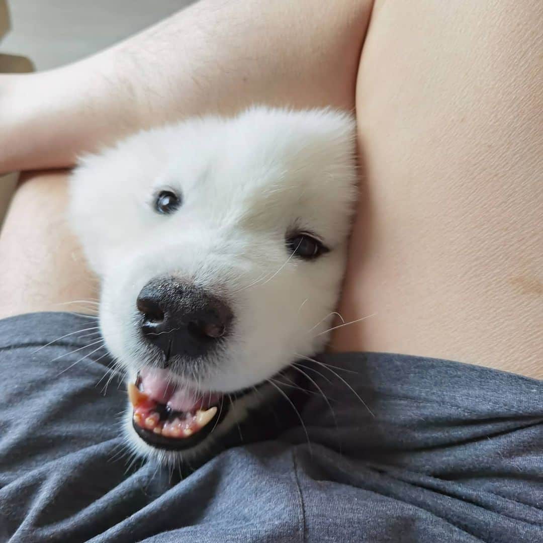 Alex Toのインスタグラム：「Hello~~~ 😆😆😆 #cute #dog #doglover #dogsofinstagram #dogoftheday #dogofthedayjp #dogstagram #fluffy #hkig #hongkong #ilovemydog #instadog #instagood #instamood #instagraphy #instapic #samoyedoninstagram #pet #petlovers #petsofinstagram #petstagram #photooftheday #puppy #pupsofinstagram #samoyed #samoyedsofinstagram #webstagram #犬 #サモエド」
