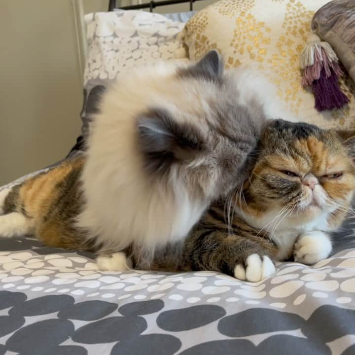 Tinaのインスタグラム：「No cats were hurt in the making of this video. 😳」