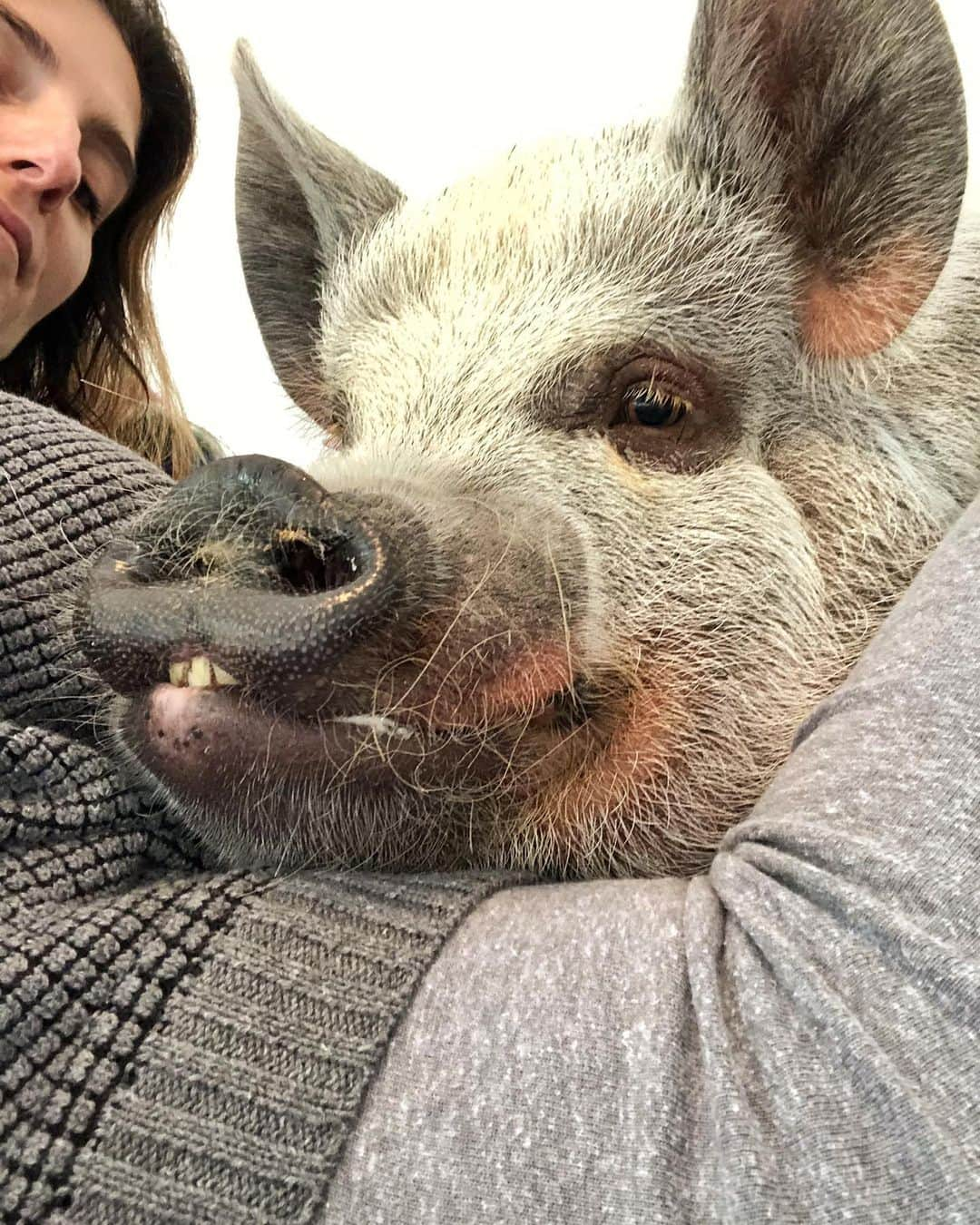 Jamonのインスタグラム：「#sundayvibes #sundayfunday  With mom! 🥰 . #jamonthepig #pet #pets #petsofinstagram #petstagram #friendsnotfood #pig #pigs #pigsofinstagram #pigstagram #pigsaspets #petsandlove」