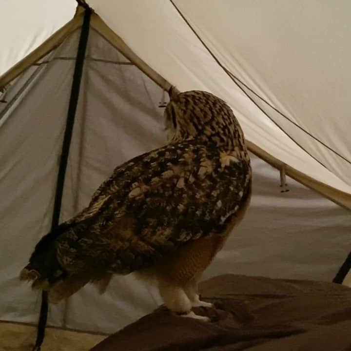 GEN3 Owlのインスタグラム：「起こしにきてくれたよ Good morning. #owl #owlgaru」