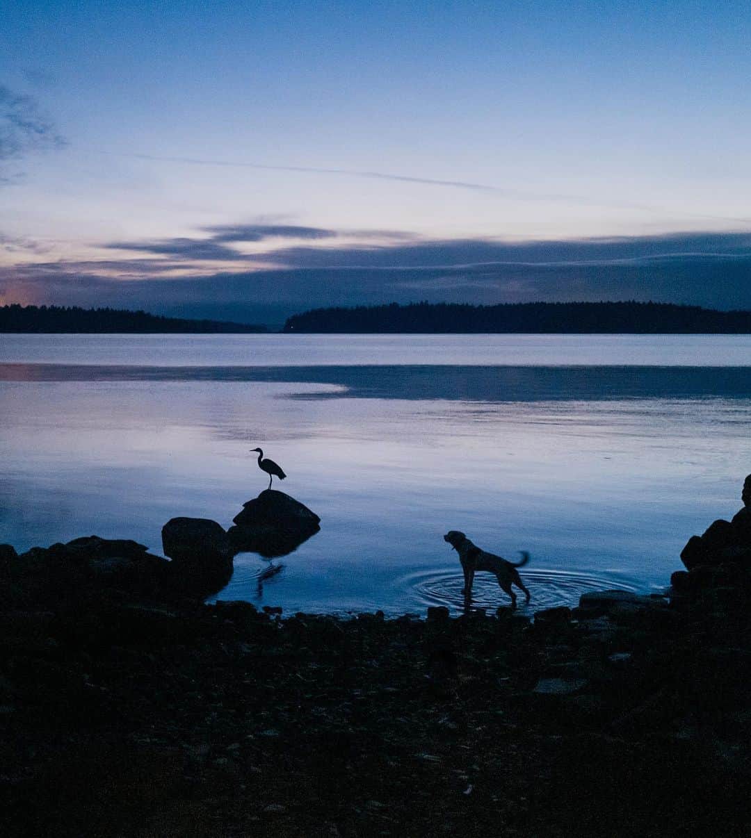 Andrew Knappのインスタグラム：「Boo meets a heron at dusk. 🌙」