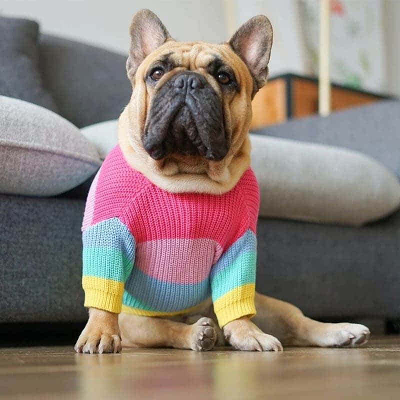 French Bulldogさんのインスタグラム写真 - (French BulldogInstagram)「Rainbow Knitted Jumper 🌈🌈🌈 Exclusive in @frenchie.world shop 🛍🛍🛍 👉 LINK IN BIO 🔝 . . . . . #frenchie #frenchies #französischebulldogge #frenchbulldog #frenchbulldogs #dog #dogsofinstagram #frenchieworld #bully #bulldog #bulldogfrances #フレンチブルドッグ #フレンチブルドッグ #フレブル #ワンコ #frenchiesgram #frenchbulldogsofinstagram #ilovemyfrenchie #batpig #buhi #squishyfacecrewbulldog」11月23日 7時16分 - frenchie.world