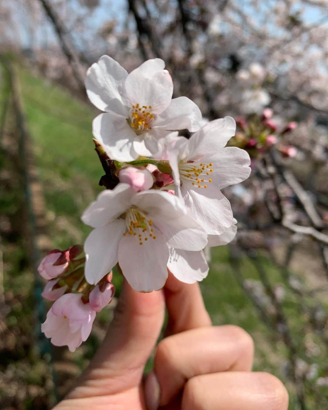 かおかおさんのインスタグラム写真 - (かおかおInstagram)「寝れないから、いつぞやの仙台載せる🌸💗 なんか楽しいことないですかね。  #北海道 #札幌 #中央区 #すすきの #バルセロナグループ #ニュークラブ #p&j #ピーアンドジェー #champagne #東京 #歌舞伎町 #大阪 #ミナミ #北新地 #仙台 #沖縄 #福岡 #中洲 #横浜 #錦 #ショートヘア #キャバ嬢 #お酒 #instalike #instagram #flowers #followforfollowback #白石川堤一目千本桜」11月23日 7時17分 - kaokao___0611