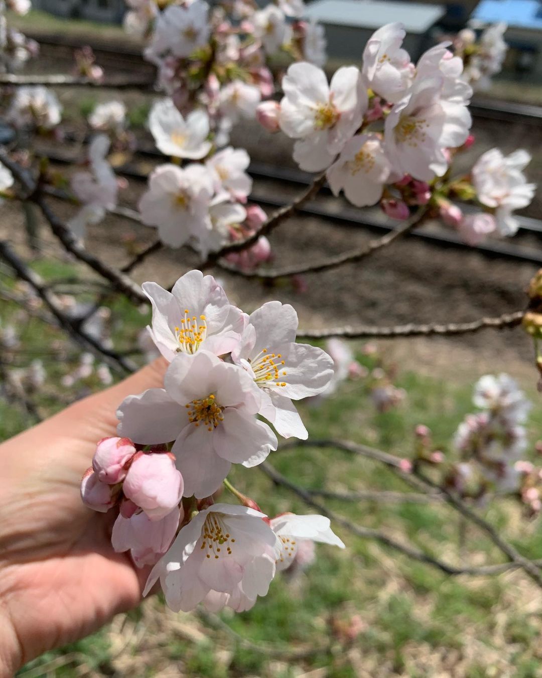 かおかおさんのインスタグラム写真 - (かおかおInstagram)「寝れないから、いつぞやの仙台載せる🌸💗 なんか楽しいことないですかね。  #北海道 #札幌 #中央区 #すすきの #バルセロナグループ #ニュークラブ #p&j #ピーアンドジェー #champagne #東京 #歌舞伎町 #大阪 #ミナミ #北新地 #仙台 #沖縄 #福岡 #中洲 #横浜 #錦 #ショートヘア #キャバ嬢 #お酒 #instalike #instagram #flowers #followforfollowback #白石川堤一目千本桜」11月23日 7時17分 - kaokao___0611