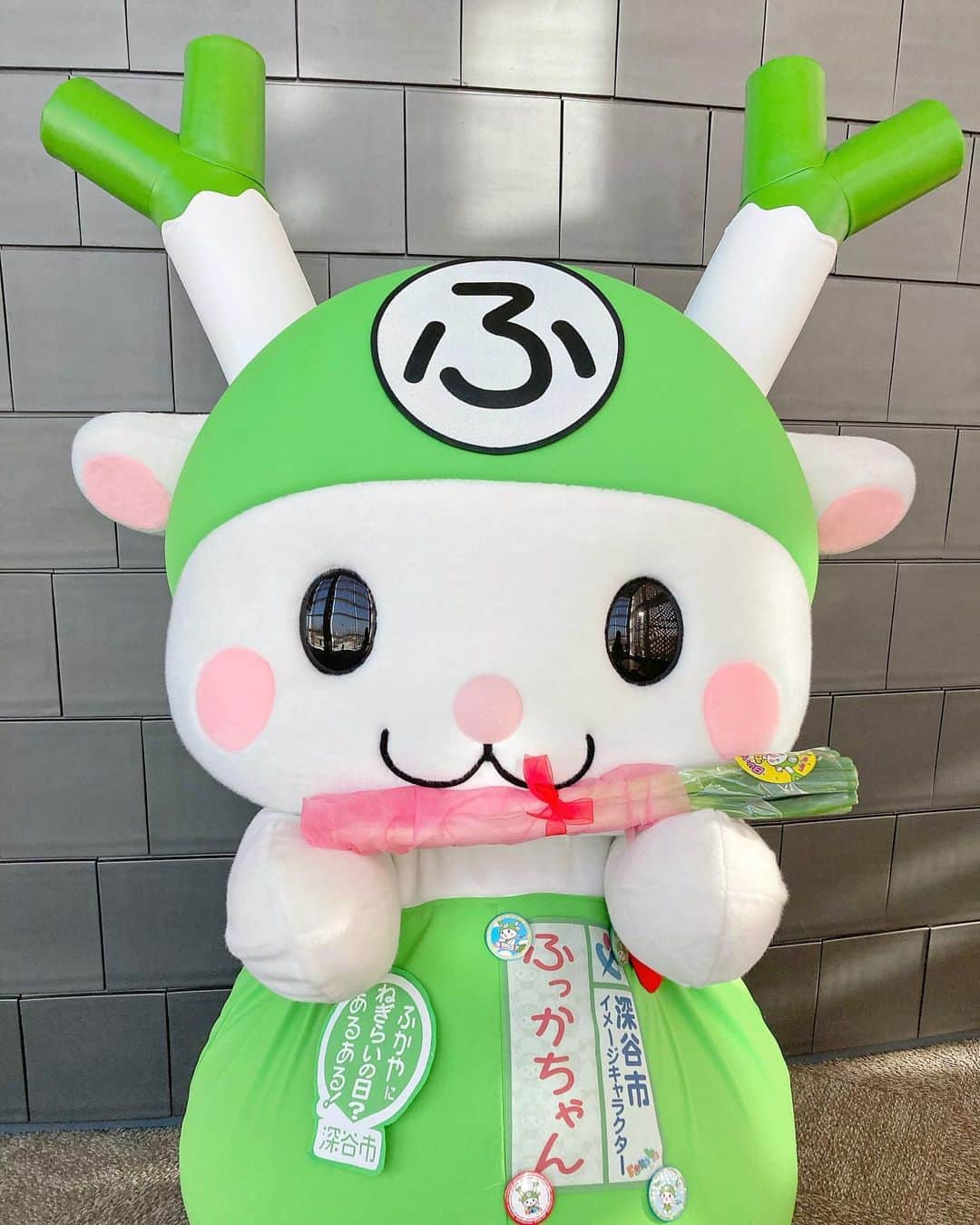 のインスタグラム：「おはよぉ♪Y(o0ω0o)Y 今日、11月23日は勤労感謝の日！ そして…深谷ねぎらいの日だよ〜☆Y(o0ω0o)Y  日頃ばんがっている人や大切な人に 「#ねぎ束」や「#ねぎ料理」を贈って…  日頃の感謝の気持ちを伝えてみてねぇ♪  ふっかちゃんは。。。 いつも応援してくれるみんなを 全集中でおねぎらいするよぉ〜！ ほれっ！Y(つo≧ω≦o)Yつ #深谷ねぎ束 YY  深谷市内では、ねぎ束の販売やねぎ料理で #ねぎらいの日 を盛り上げるよぉY(o≧ω≦o)Y 協力してくれる店舗のみなさんありがとぉ♪  今日もよろしくおねぎしまぁすY(o0ω0o)Y  #ふっかちゃん #fukkachan #埼玉県深谷市 #深谷市 #深谷 #fukaya #イメージキャラクター #ゆるキャラ #深谷ねぎ #渋沢栄一 #新一万円札 #大河ドラマ #待ちに待った #深谷ねぎらいの日 #ねぎらいの呼吸 #ねぎの呼吸 #深谷ねぎらいの日 #11月23日 #勤労感謝の日 #全集中おねぎらい #いつもありがとう #感謝の気持ち #照れくさいけど #伝えることが #大切 Y(●0ω0●)Y」