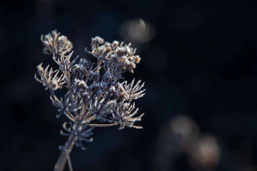 岩本憧子さんのインスタグラム写真 - (岩本憧子Instagram)「. じゅんさんが撮った心くすぐるお写真❄️ . @jun_yamagishi_  @goat.outdoorcrew  . もうすぐ12月ですね❄️ 冬ですね❄️ . シーズンインですね❄️ . #冬　#到来」11月23日 7時35分 - akoiwamoto