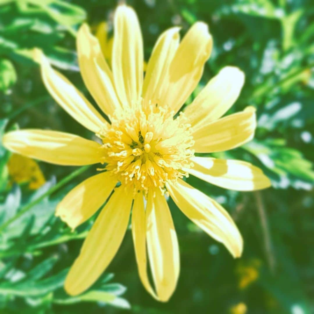 中野敬久さんのインスタグラム写真 - (中野敬久Instagram)「#flower #flowersoflife #yellow #hope #neighborhood」11月23日 7時36分 - hirohisanakano