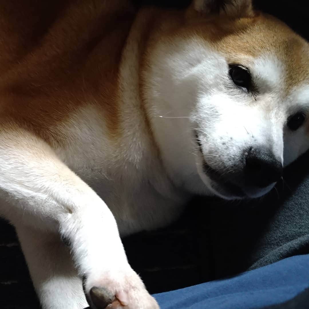 柴犬⭐️サスケのインスタグラム：「おはわん #柴犬#赤柴#犬ら部#ふわもこ部#わんだフォ #🐶📷 #いぬのいる生活 #いぬのいる暮らし #🐶#pecoいぬ部 #shibagram #shibasnap #shibastagram #柴北会 #北海道#長男#時々甘えん坊」