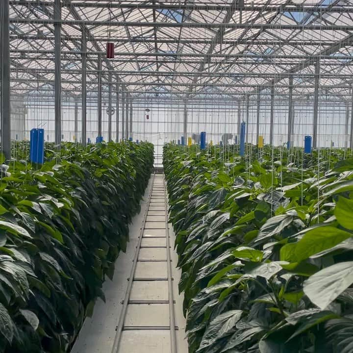 河野太郎のインスタグラム：「An IoP greenhouse for paprika.」