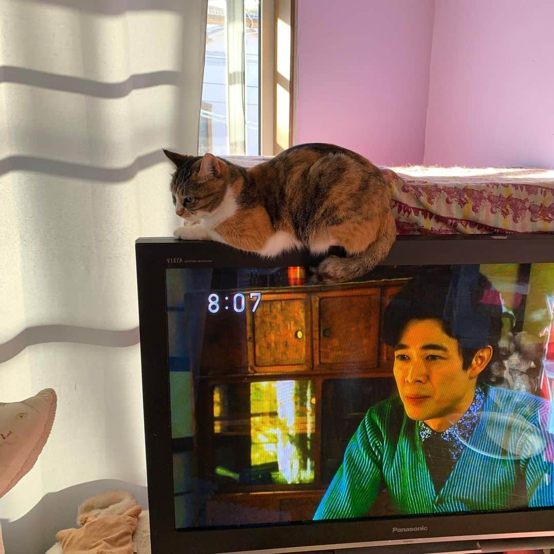Kachimo Yoshimatsuさんのインスタグラム写真 - (Kachimo YoshimatsuInstagram)「カステラちゃんエールにゃう！ #うちの猫ら #castella #エール #猫 #ねこ #cat #ネコ #catstagram #ネコ部 http://kachimo.exblog.jp」11月23日 8時08分 - kachimo