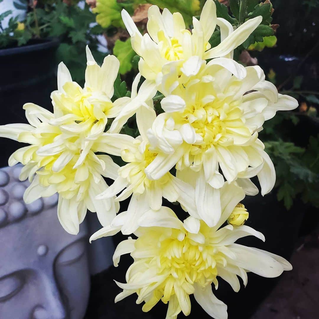 のインスタグラム：「MUMS ARE HERE 🏵🌼🏵🌼 #GASOLINEGARDEN #ILOVEGARDENS #GARDENSRULE #GARDENCHURCH #GARDENPARTY #GARDENMAGIC #AVANTGARDEN #GARDENS #GARDENGANGSTER #GARDEN #GRADENLIFE #GARDENER #GARDENTIME  #GARDENING #VEGETABLEGARDEN #FLOWERS #SUCCULENTS  #PLANTS  #CACTUS #AYEARINFLOWERS  #shadowhills  #THANKYOU  @gasolineglamour  #GASOLINEGLAMOUR #PLANTSOMESHIT  #GROWSOMESHIT  @kingsmums  #kingsmums  #mums」
