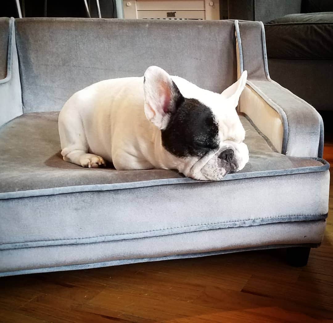 Manny The Frenchieのインスタグラム：「It's Sunday, what else should I be doing? 😉」
