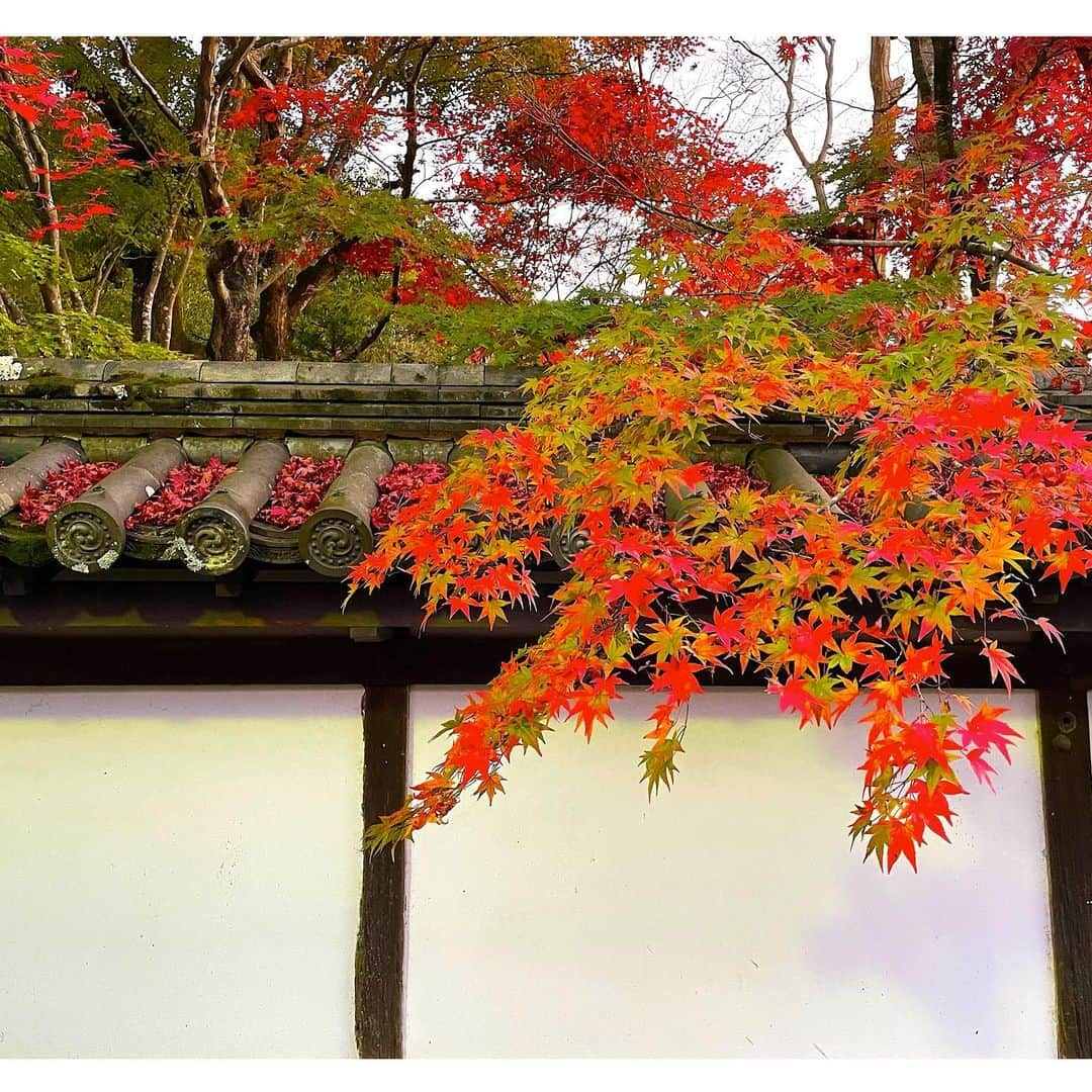 Yasuji Narutoさんのインスタグラム写真 - (Yasuji NarutoInstagram)「2020.11.21  南禅寺の紅葉と清水寺の夜間拝観に行ってきました  とてつもなく人が多いのにビックリしました  コロナ…ですよね？？ってくらい笑  まぁ自分も行ってるので人の事言えませんが笑  あとiPhone12のカメラが性能すごいです  画像加工してて気付きましたが小さい星の光まで撮れてました。  ナイトモードぱねぇす！  ぴえん超えてぱおんだわ←言いたいだけ」11月23日 8時40分 - norosuke