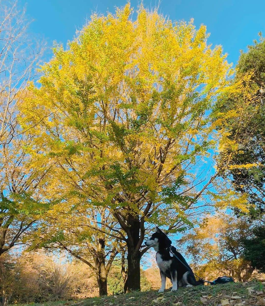 くろさんのインスタグラム写真 - (くろInstagram)「紅葉と青空と豆🐕 #わんこと紅葉 #柴犬と紅葉 #黒柴と紅葉 #autumnleaves #fallleaves #shibainu #shibadog #kuroshiba #blackshiba #shibastagram #instadog #dogstagram #柴犬 #黒柴 #和犬 #日本犬 #イッヌ #紅葉 #砧公園の紅葉 #公園庭園紅葉フォトコン #砧公園 #kinutapark #kinutaparktokyo」11月23日 8時51分 - m6bmw