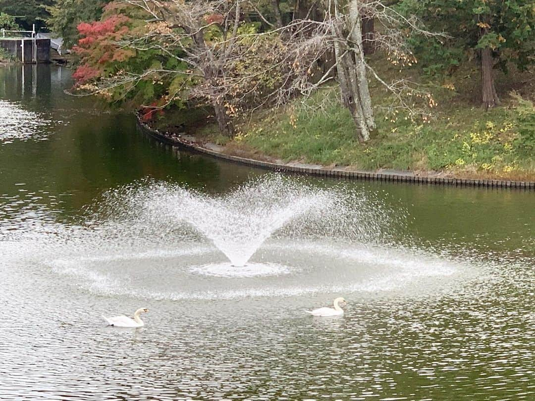 海下真夕さんのインスタグラム写真 - (海下真夕Instagram)「. こんなに近くで野生の白鳥見たの初めて🦢🦢 自然に触れ合うこともでき、四季を感じることもでき、そんな環境の中でアート鑑賞だなんて。 素敵な場所すぎて。 気づいたらあっという間に時間がたっていた☺️ ずっとずっと行きたいと思っていた美術館🎨  マーク・ロスコのロスコ・ルームはただただ圧巻で。 ずーっとその部屋にいたいくらい。 館内は写真撮影出来ないので、何回も目に焼き付けました😊  サイ・トゥオンブリー、マン・レイ、クロード・モネ、マックス・エルンスト、ジョゼフ・コーネルなど好きな作家の作品がこんなに一度に見れるだなんて幸🤤  リフレッシュ出来ました🙆‍♀️  2020.11.08  #美術館 #dic川村記念美術館  #美術鑑賞 #アート #自然 #紅葉#🍁 #白鳥」11月23日 8時54分 - kaigeworld