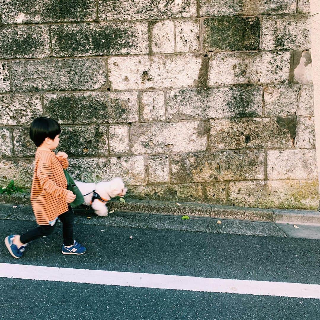 安田美沙子さんのインスタグラム写真 - (安田美沙子Instagram)「おはよう。 お兄ちゃんのお散歩デビュー✨散歩されてる！？ 力も付いてきたし、何よりはんなとの信頼感が芽生えた🐶❤️ ごはんや、お水もあげるし、ドアも開けてくれる。最近は、ジャンプ！とか、だめだよ！とか、いろんなコミュニケーションが取れています。 成長したなぁ😭✨ . . . #boy #3yearsold #42months  #hanna #bichonfrise #13yearsold  #family #walking」11月23日 9時00分 - yasuda_misako