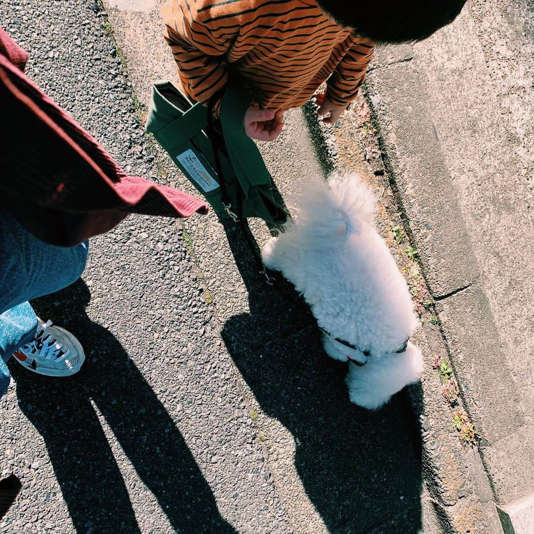 安田美沙子さんのインスタグラム写真 - (安田美沙子Instagram)「おはよう。 お兄ちゃんのお散歩デビュー✨散歩されてる！？ 力も付いてきたし、何よりはんなとの信頼感が芽生えた🐶❤️ ごはんや、お水もあげるし、ドアも開けてくれる。最近は、ジャンプ！とか、だめだよ！とか、いろんなコミュニケーションが取れています。 成長したなぁ😭✨ . . . #boy #3yearsold #42months  #hanna #bichonfrise #13yearsold  #family #walking」11月23日 9時00分 - yasuda_misako
