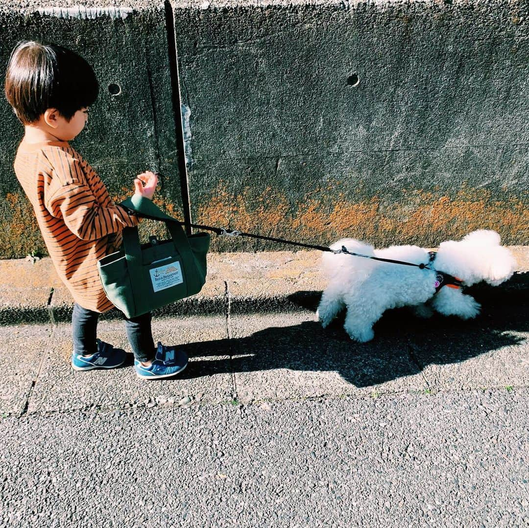 安田美沙子さんのインスタグラム写真 - (安田美沙子Instagram)「おはよう。 お兄ちゃんのお散歩デビュー✨散歩されてる！？ 力も付いてきたし、何よりはんなとの信頼感が芽生えた🐶❤️ ごはんや、お水もあげるし、ドアも開けてくれる。最近は、ジャンプ！とか、だめだよ！とか、いろんなコミュニケーションが取れています。 成長したなぁ😭✨ . . . #boy #3yearsold #42months  #hanna #bichonfrise #13yearsold  #family #walking」11月23日 9時00分 - yasuda_misako