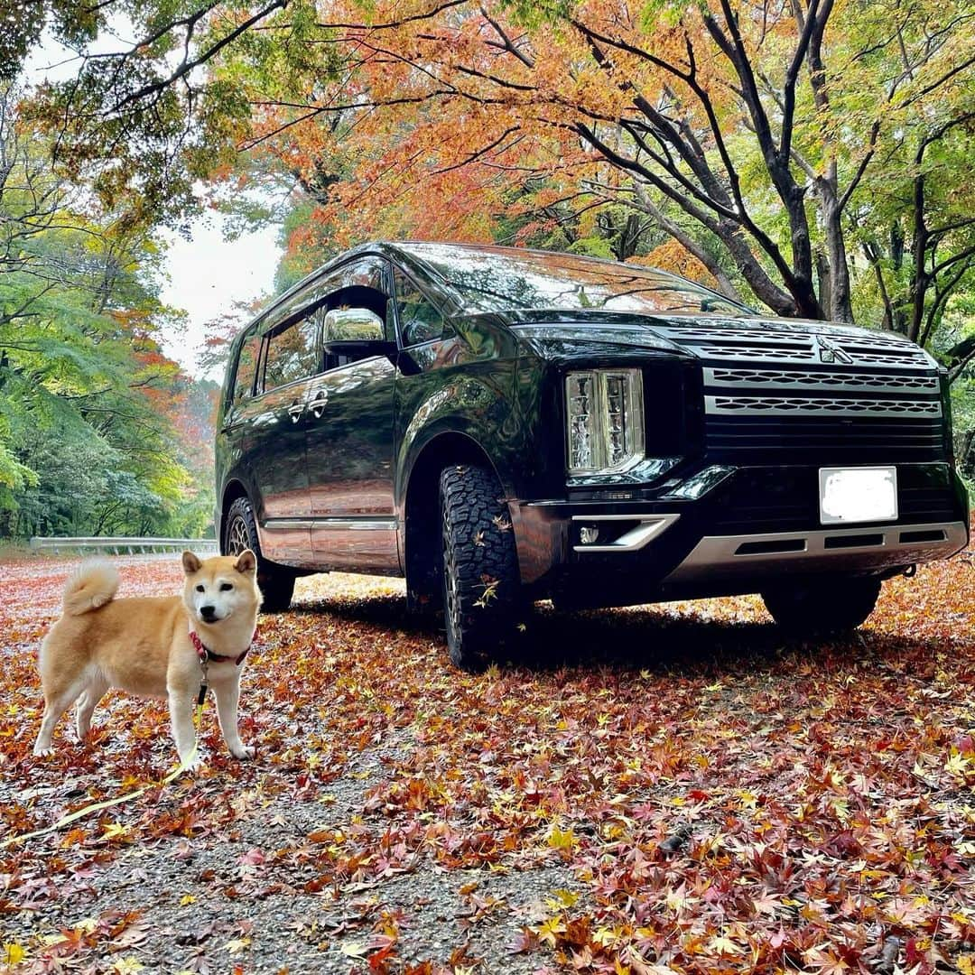 柴犬小春さんのインスタグラム写真 - (柴犬小春Instagram)「再度山公園へ！ 雨上がりに行くと紅葉が地面にビッシリ🍁 ＃柴犬 #いぬのいる生活 #新型デリカ #brutwheels #bfgoodrich」11月23日 9時08分 - kohachannel