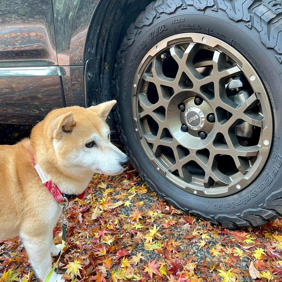 柴犬小春さんのインスタグラム写真 - (柴犬小春Instagram)「再度山公園へ！ 雨上がりに行くと紅葉が地面にビッシリ🍁 ＃柴犬 #いぬのいる生活 #新型デリカ #brutwheels #bfgoodrich」11月23日 9時08分 - kohachannel