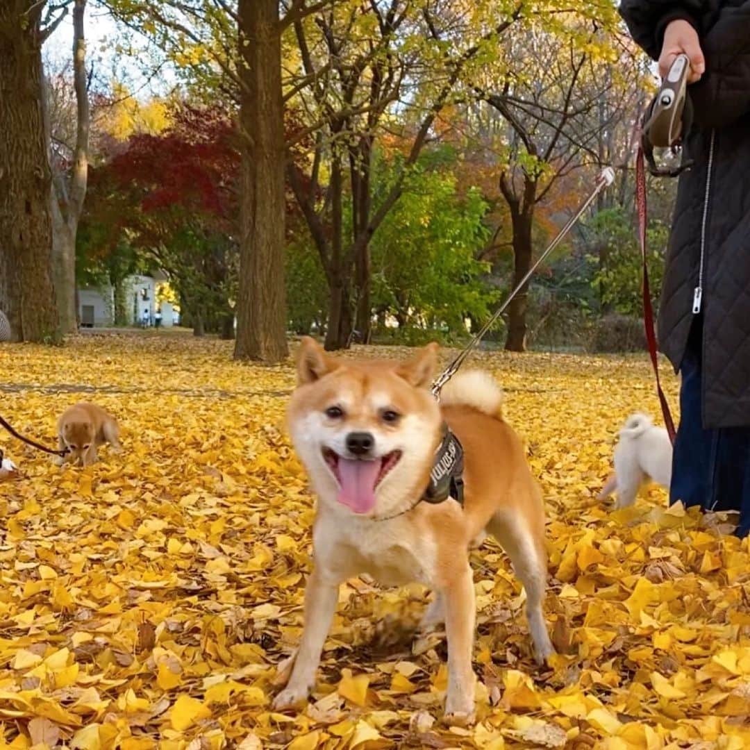 ヤンチャな豆柴『豆千代くん』の日常です?さんのインスタグラム写真 - (ヤンチャな豆柴『豆千代くん』の日常です?Instagram)「紅葉で　#うれちよくん　🍁﻿ ﻿ #紅葉﻿ ﻿ ———————————————————﻿  #豆柴 #柴犬 #犬  #shiba  #shibainu  #mameshiba #多頭飼い　#子犬　#puppy  #강아지　#小狗　#гөлөг #9gag  #9gagpets #barked  #癒し  #dog #pet 　#白豆柴　#白柴  #イコール　#petstagram  #anicas  #サンデイ」11月23日 9時19分 - mamechiyo728