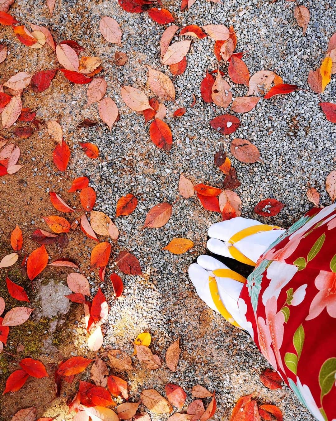 畠山優梨枝さんのインスタグラム写真 - (畠山優梨枝Instagram)「先日、金沢の兼六園で紅葉を楽しんできました🍁🍁 お天気にも恵まれて紅葉もちょうど見頃でしたよ😄😄水面に映る紅葉がとても綺麗で感動✨✨　 着物で兼六園をお散歩して秋を満喫できました💕  #金沢#金沢旅行#金沢旅#兼六園#紅葉#秋#着物#旅#兼六園#兼六園紅葉#雪吊り#四季を楽しむ#快晴#日頃の行い良し」11月23日 9時26分 - yurieyurieee