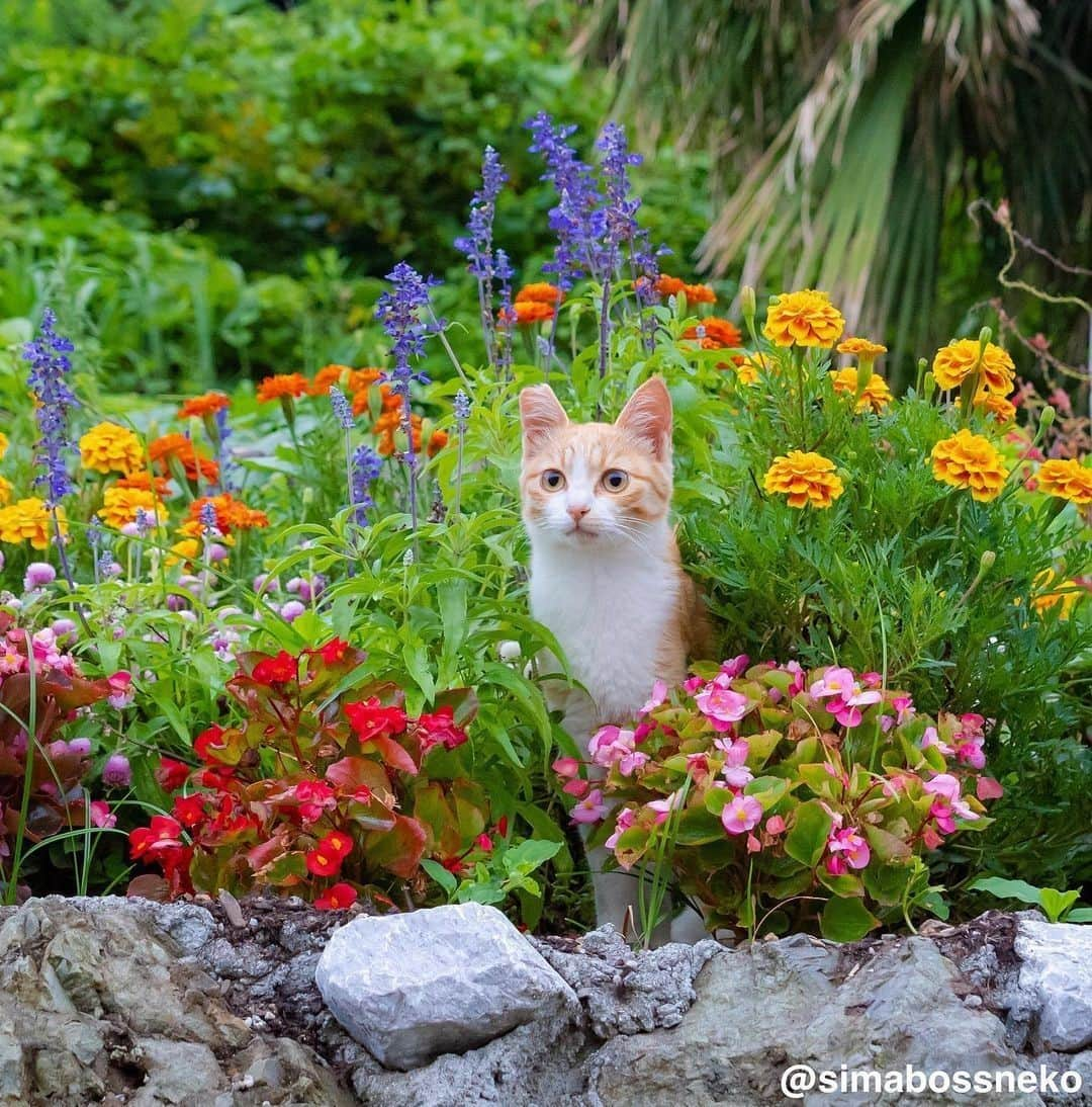 Aww Clubさんのインスタグラム写真 - (Aww ClubInstagram)「I'm a flower⠀ ⠀ 📷@simabossneko⠀ ⠀ #meowed #simabossneko #🌻 #catisland #島の猫」11月23日 10時00分 - meowed