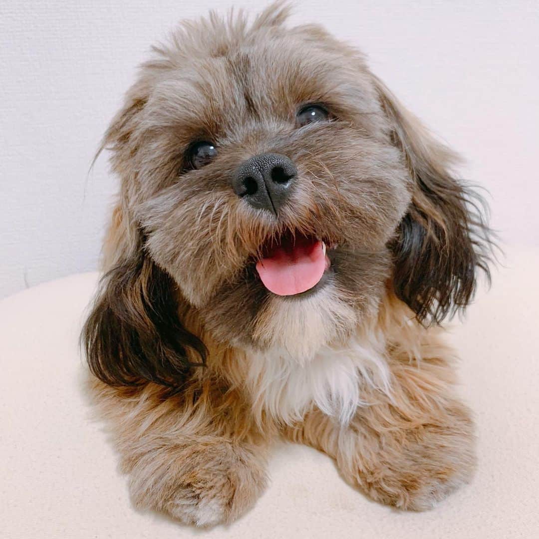 のインスタグラム：「光る首輪ちてみた🚨 (毛でよくわからない)  すみれ♀MIX犬(シーズー×トイプードル) #しゅみれぐらむ   #犬 #シープー #トイプードル #シーズー #ミックス犬 #いぬすたぐらむ🐶 #dog #dogstagram #instadog」
