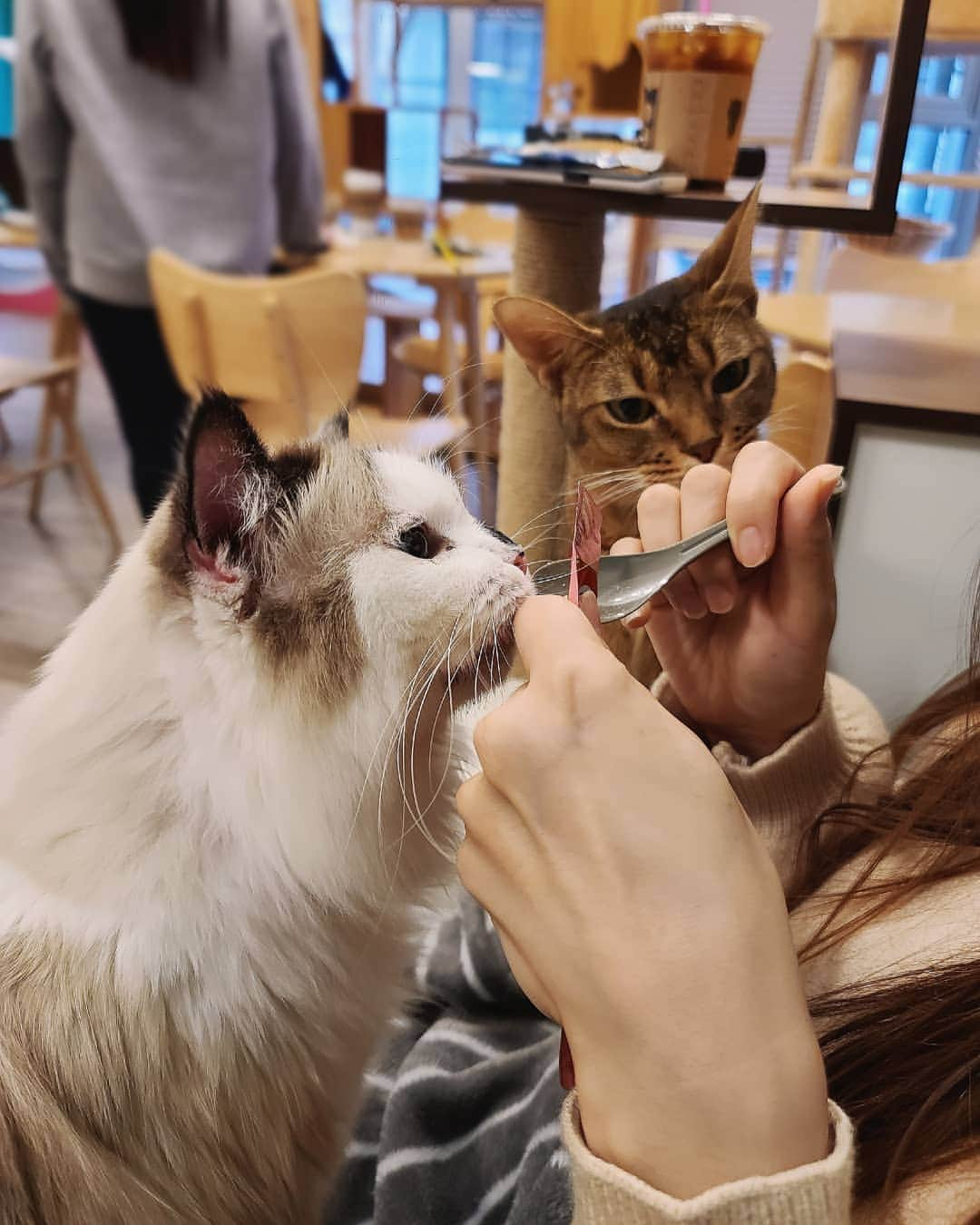 우~~사기다さんのインスタグラム写真 - (우~~사기다Instagram)「간식으로 유혹성공🐈(사지말고 입양해요! )  @catcafejipssauiharu _ _ .#catcafe #catlover #cat #yummy #고양이카페 #유기묘카페 #사지말고입양하세요  #월요일 #힐링 #강남고양이카페 #강남데이트장소추천 #강남데이트」11月23日 10時03分 - usagi4242