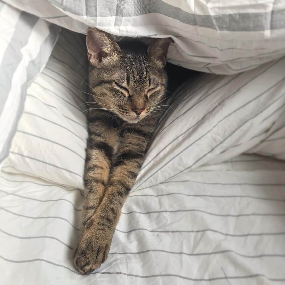 小嶋晶子のインスタグラム：「I'm going to be a couch potato today. 🐈🐾 #cat #cats #browntabby #catsofinstagram #catstagram #neko #nekostagram #ねこ #ねこ部 #ねこすたぐらむ #きじとら #きじとらねこ #きじとら女子 #きじとら部 #ネコ #ネコ部  #キジトラ #キジトラネコ #キジトラ部 #かぎしっぽ #かぎしっぽ猫部 #カギしっぽ #カギしっぽ猫 #お腹ハゲてる #足の裏もハゲてる」