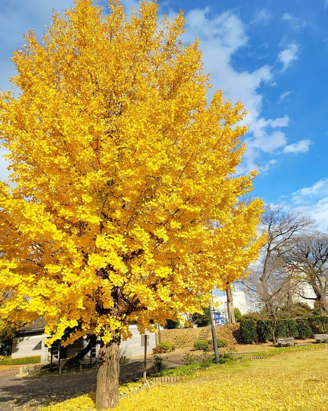 石関友梨のインスタグラム：「あったかすぎる🌞風強いけど  #紅葉 #イチョウの木 #高崎市役所」