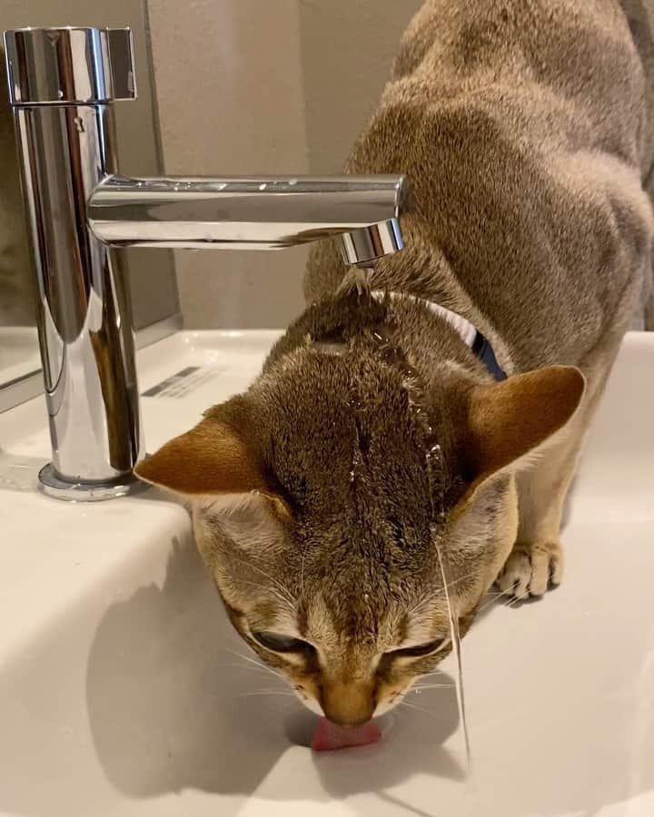 モルト♡Malt(Singapuracat)のインスタグラム：「あーおいしっ⛲️」